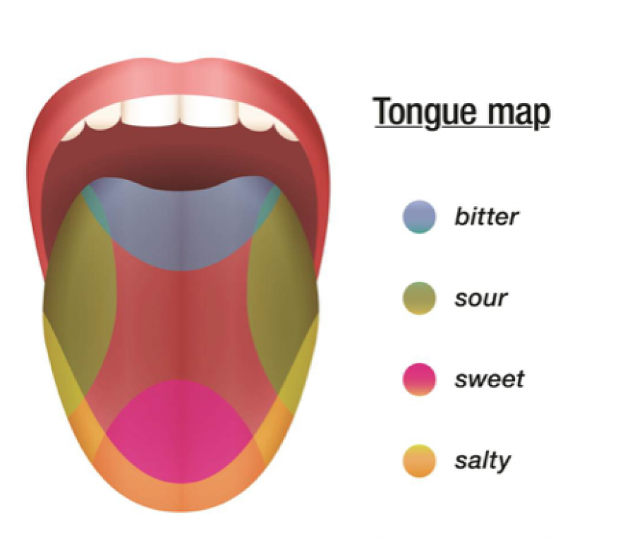 Tongue Map Tastes